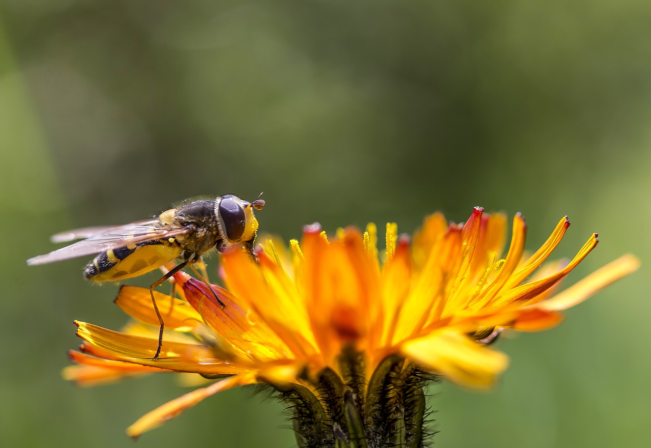 Image - insect flower dandelion macro