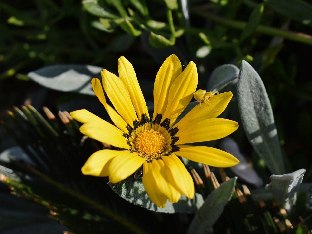 Image - gazania beetle yellow insect