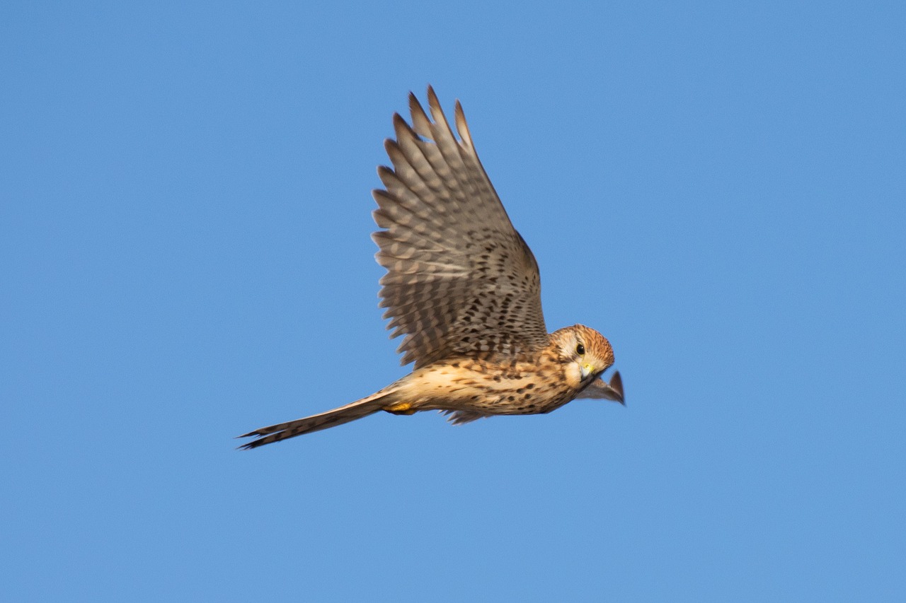 Image - bird raptor falcon merlin flight