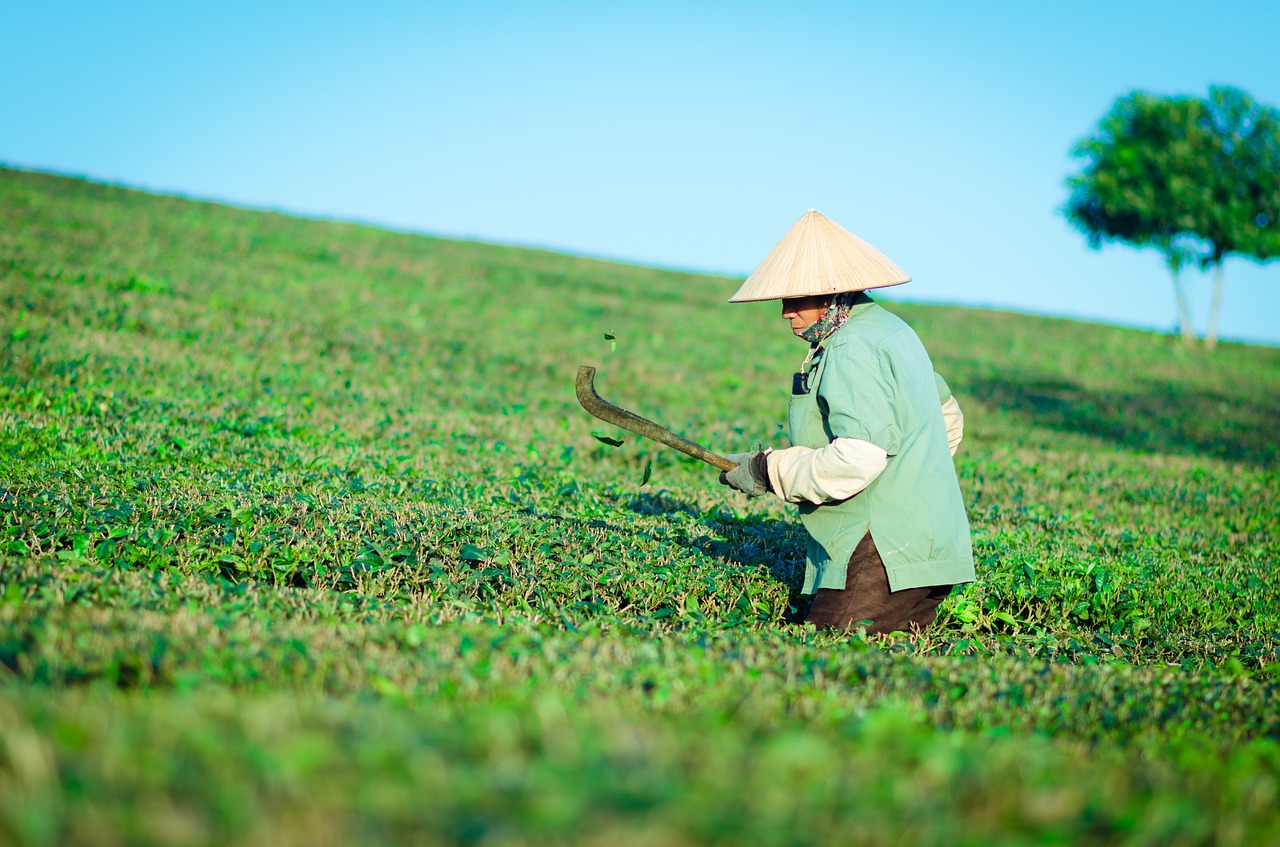 Image - the hill tea people labor work