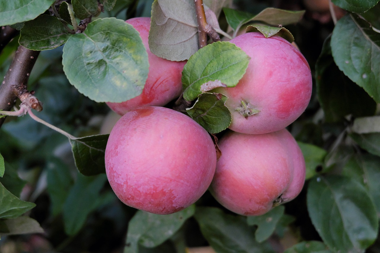 Image - apple ripe closeup sweet fruit