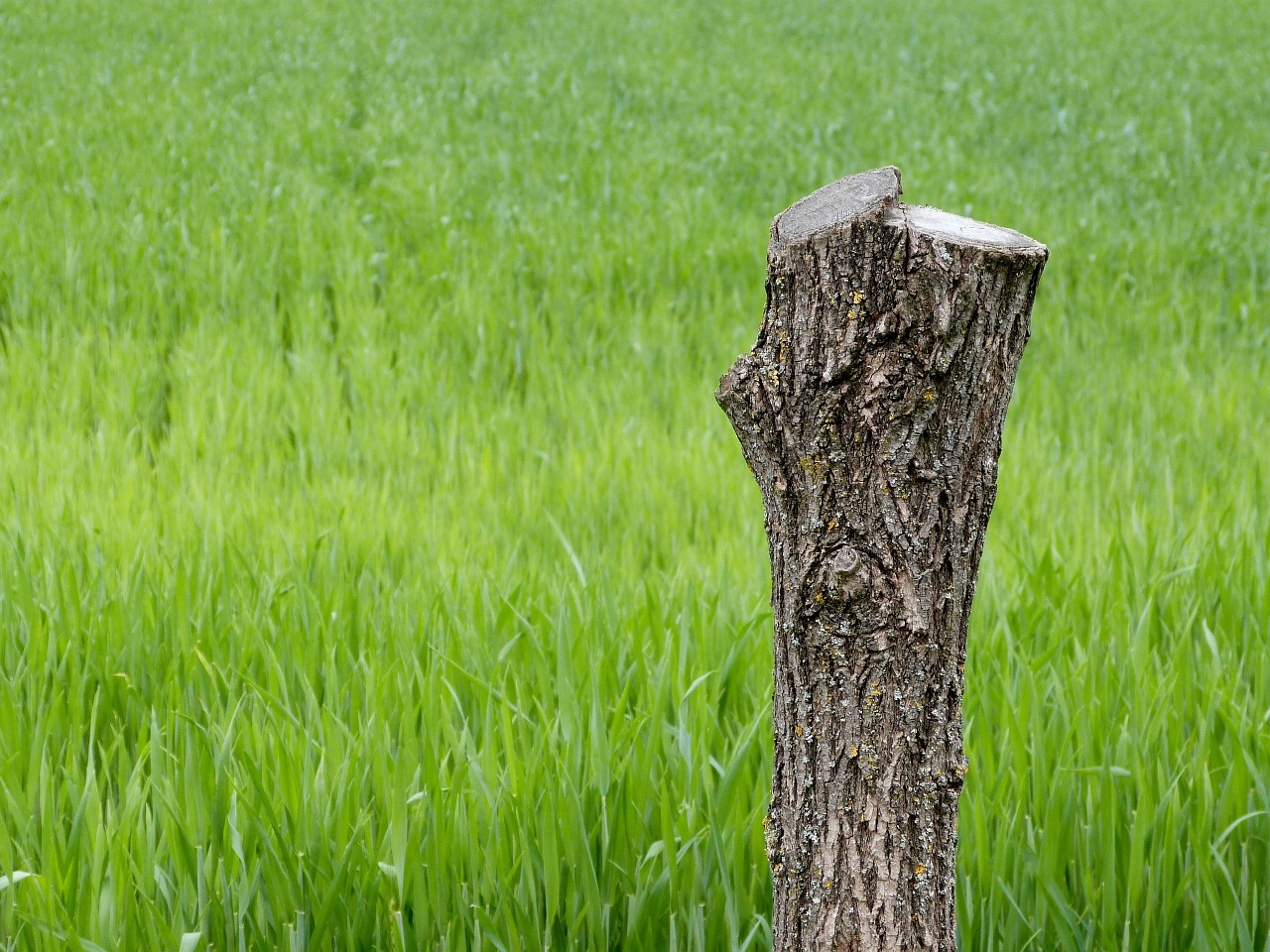 Image - tree stump dead wood nature