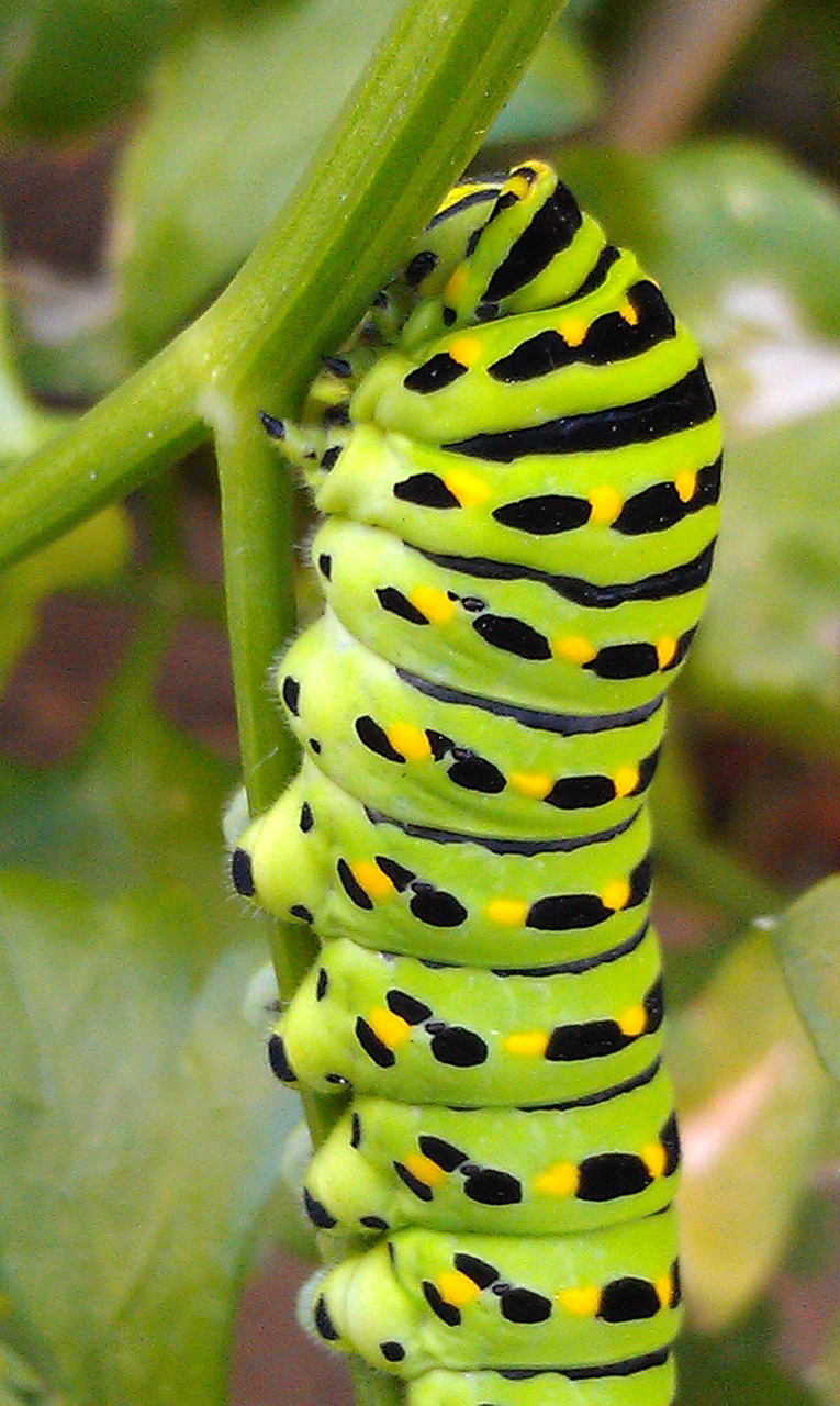 Image - swallowtail caterpillar
