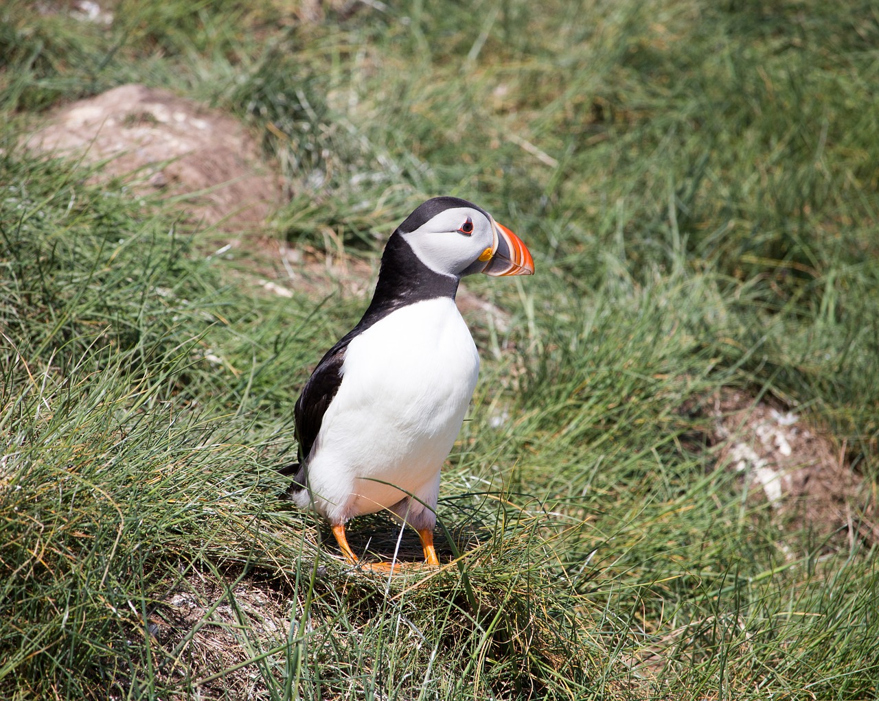 Image - puffin grass nesting seabird