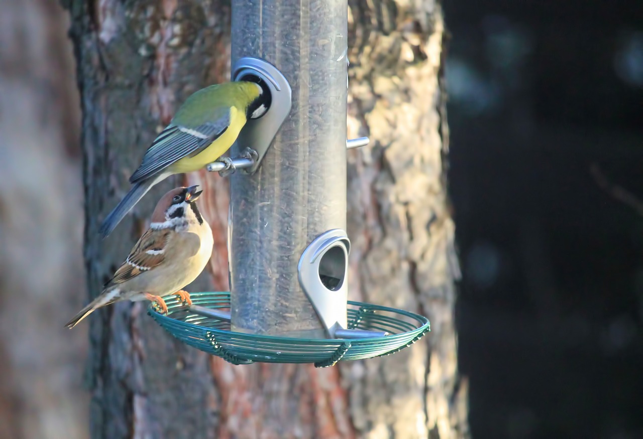 Image - birds sparrow tit food