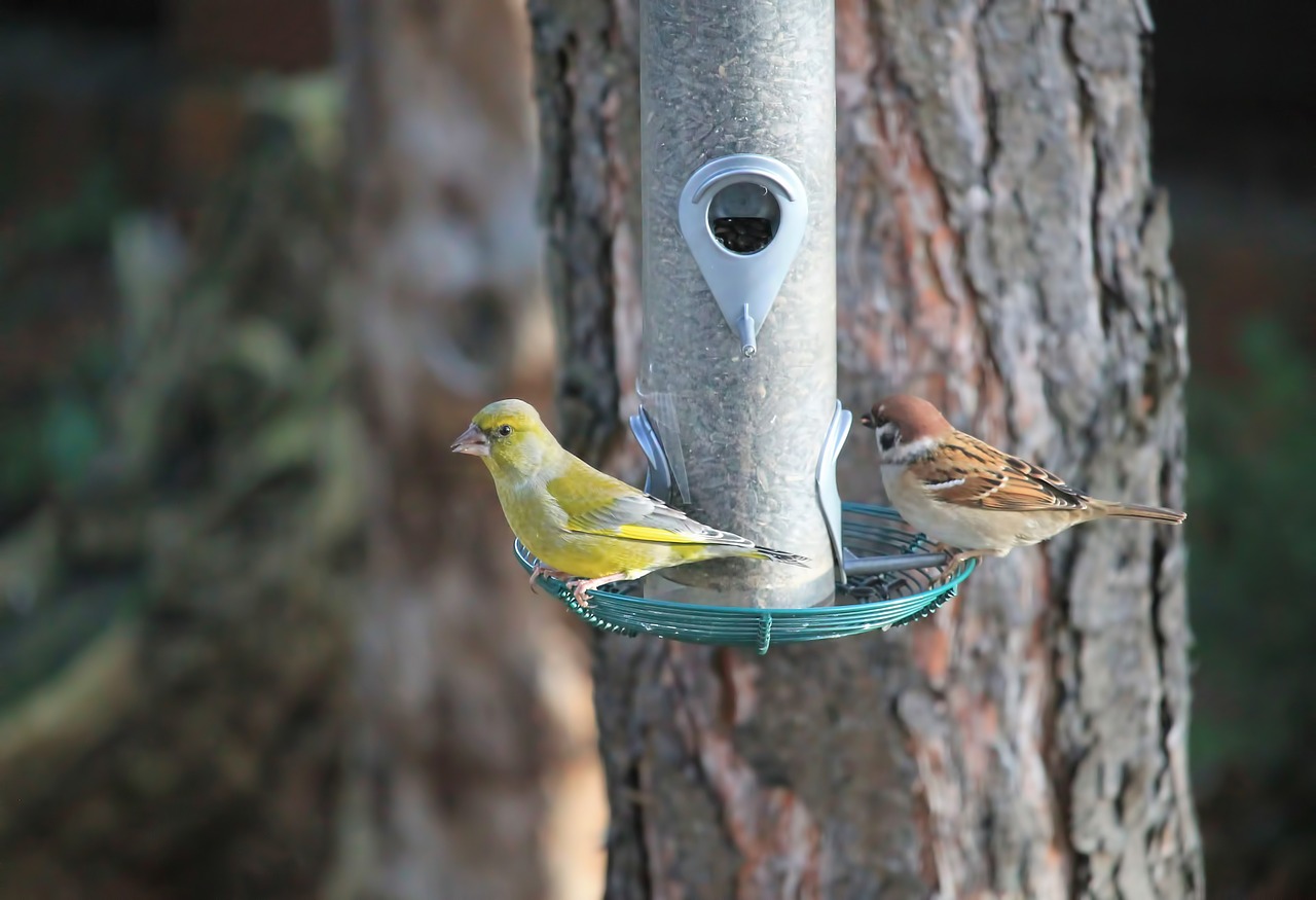 Image - birds sparrow tit food