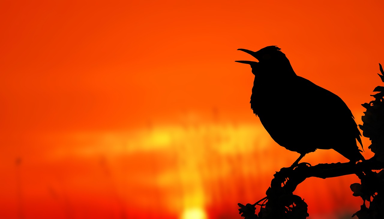 Image - bird sunrise silhouette tree