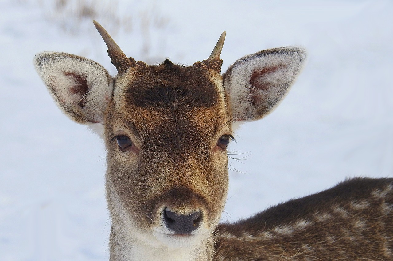 Image - hirsch young deer fallow deer wild