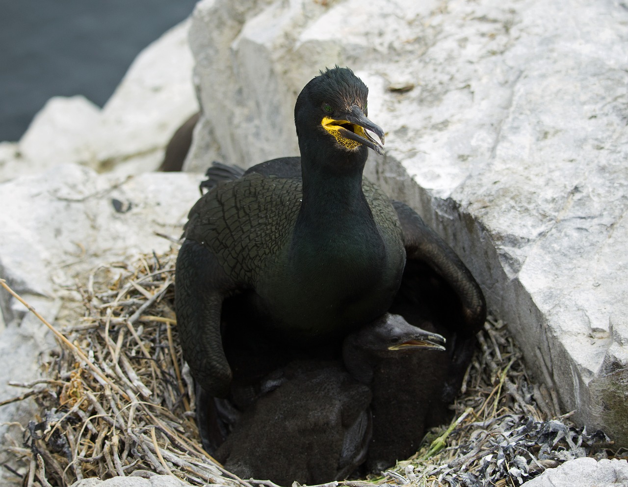 Image - shag nest hatchling young farne