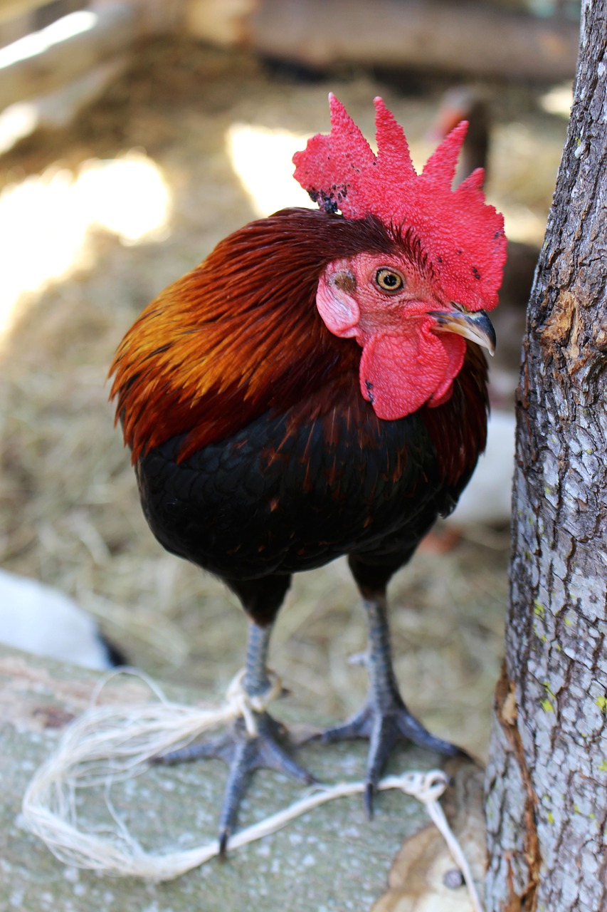 Image - chicken hen bird farm poultry