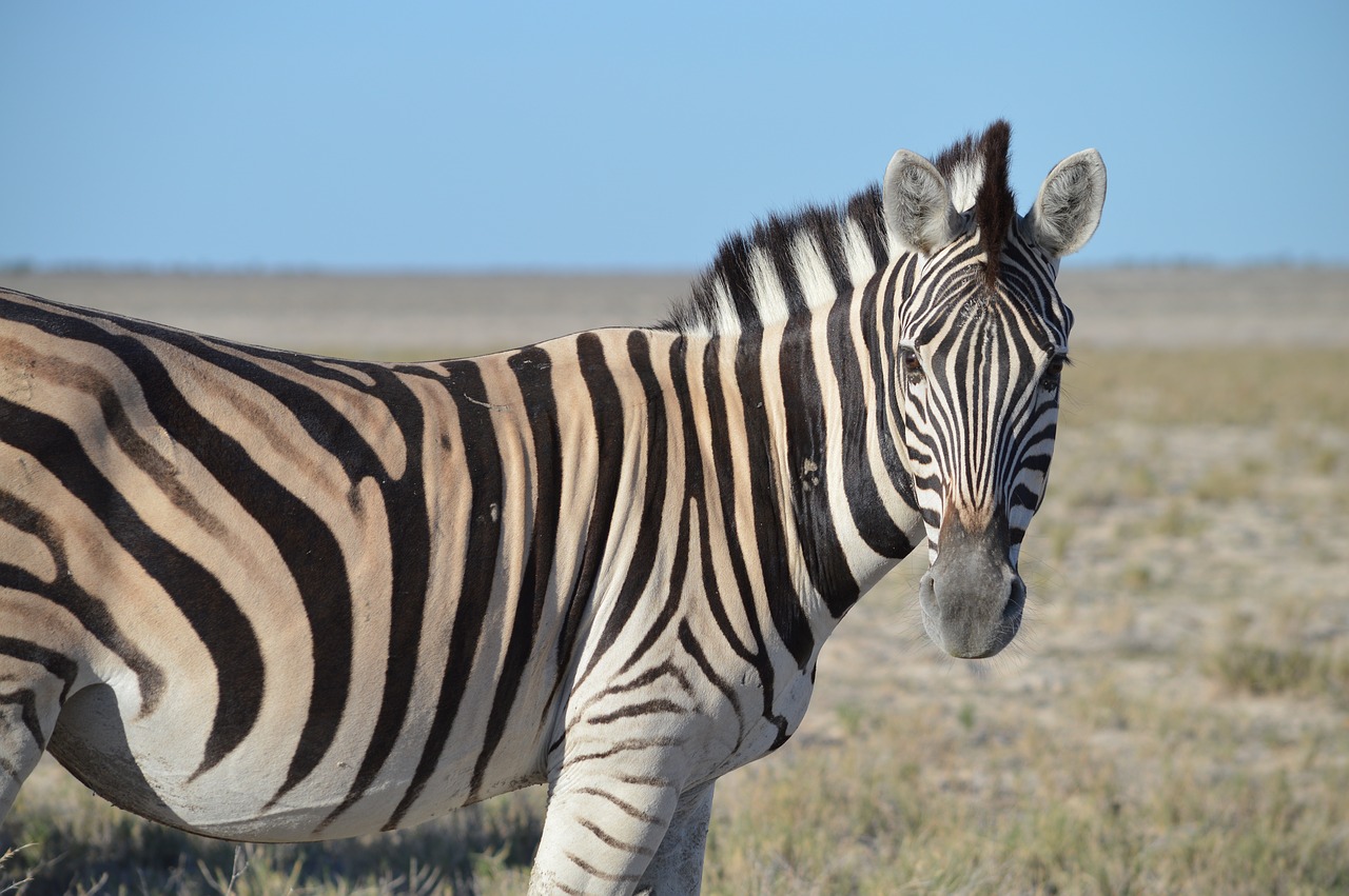 Image - zebra head striped black white