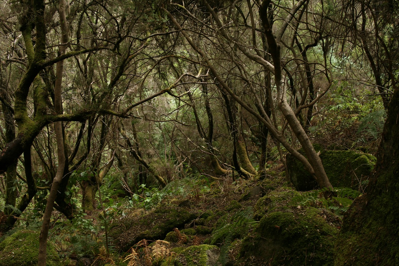 Image - forest tilos palma