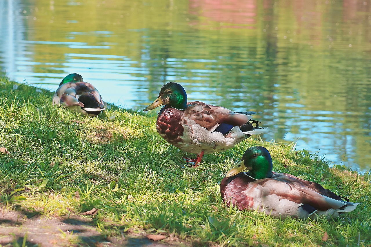 Image - ducks wild ducks wild birds pond