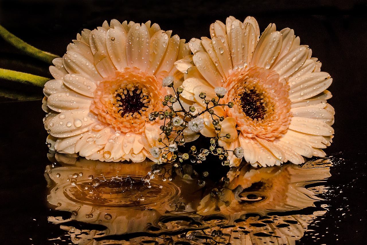 Image - gerbera gypsophila flowers petals