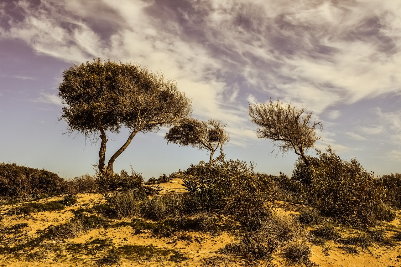 Image - trees dune landscape nature sky