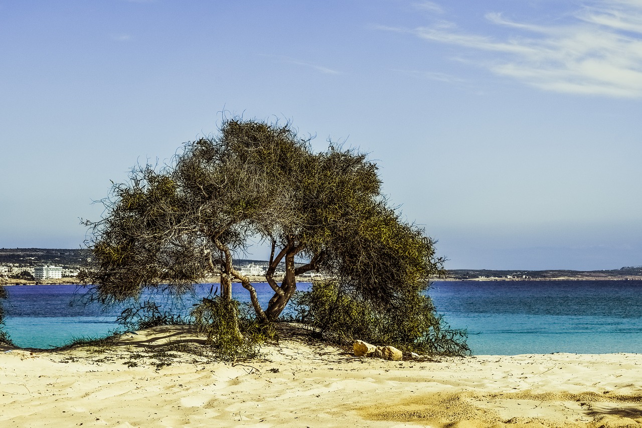 Image - tree beach sand blue island