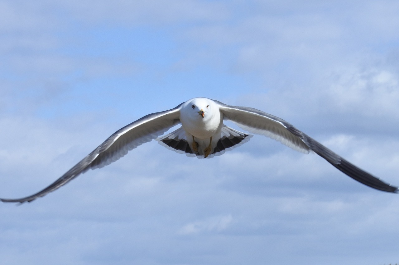 Image - animal sky cloud sea gull seagull