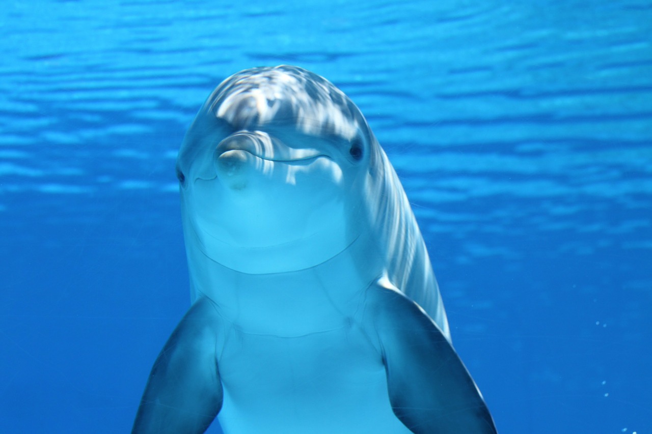 Image - dolphin marine mammals water sea