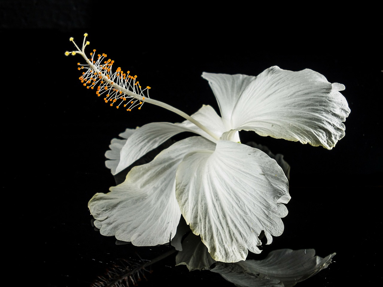 Image - hibiscus blossom bloom flower