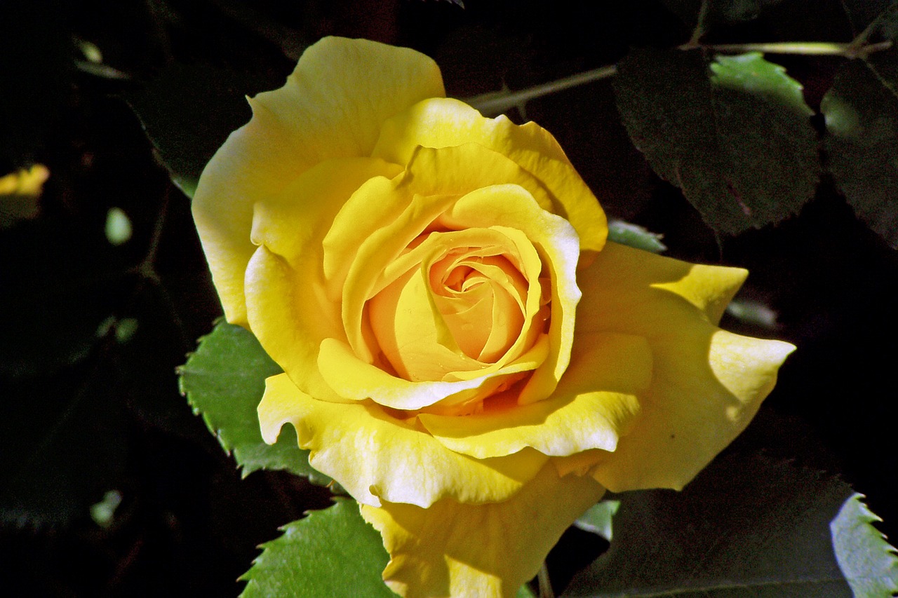 Image - rosa yellow rose flower petals