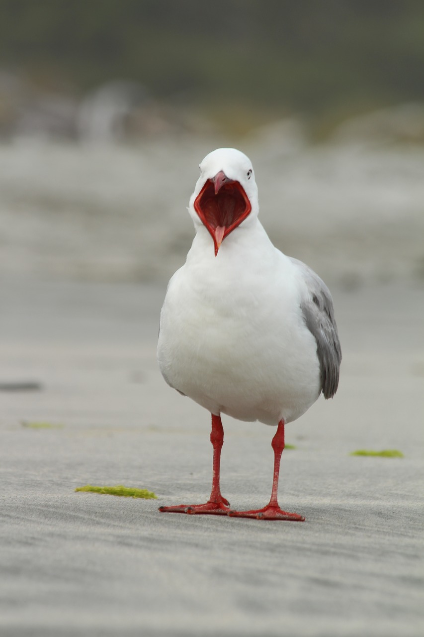 Image - seagull bird mouth gull seabird