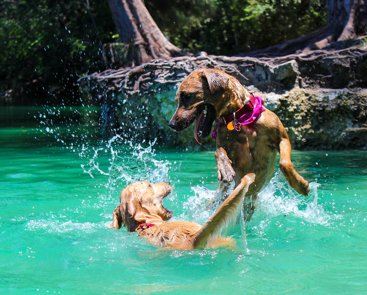 Image - dog dog swimming lake park