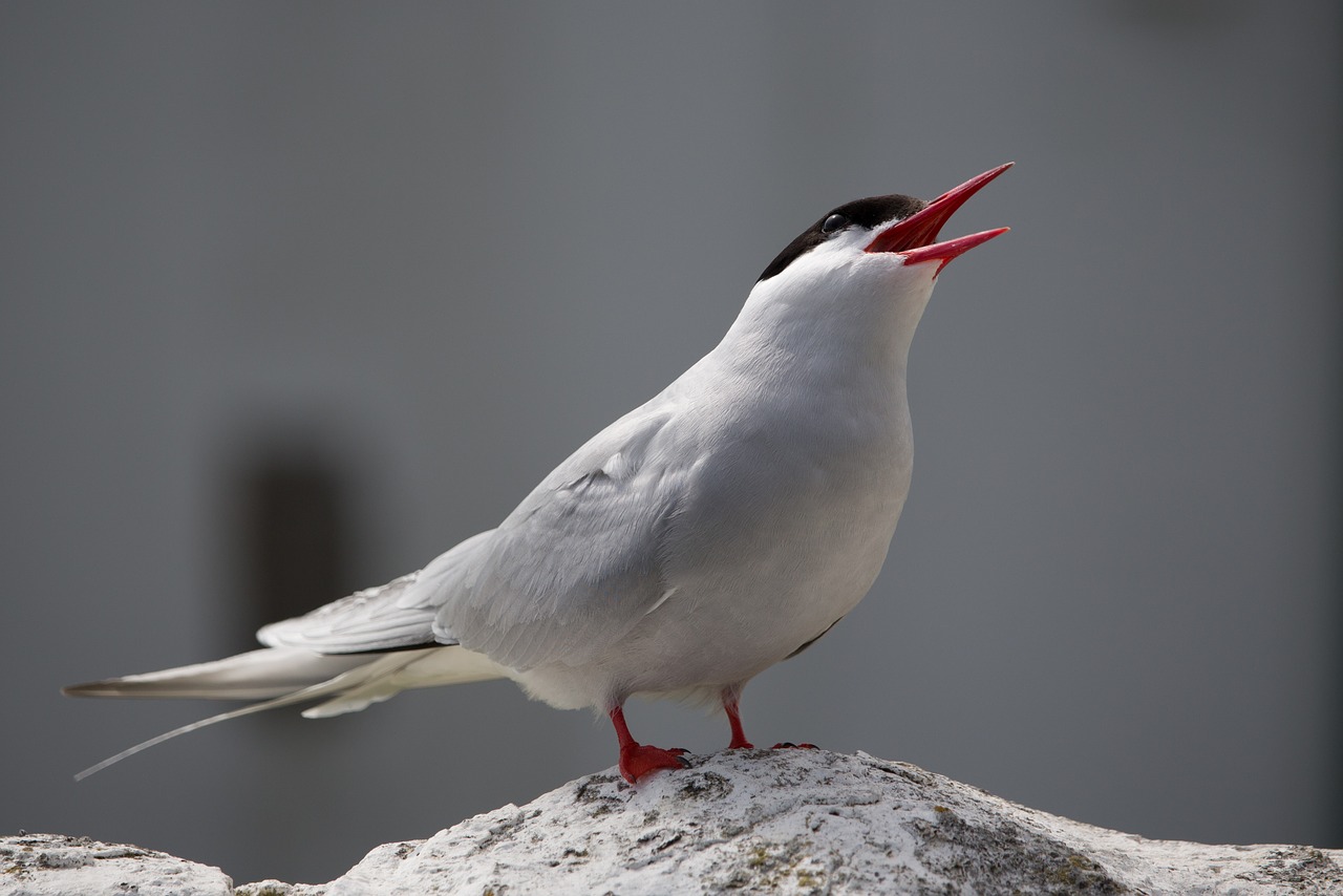 Image - arctic tern bird tern arctic farne