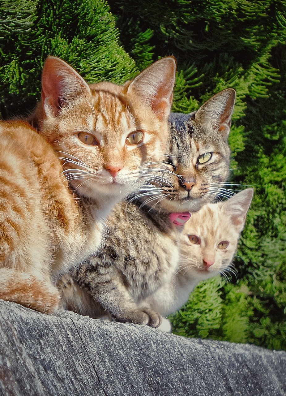 Image - cat group three stare watching