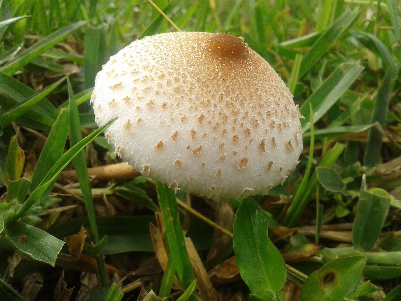 Image - mushroom nature fungus plant woods