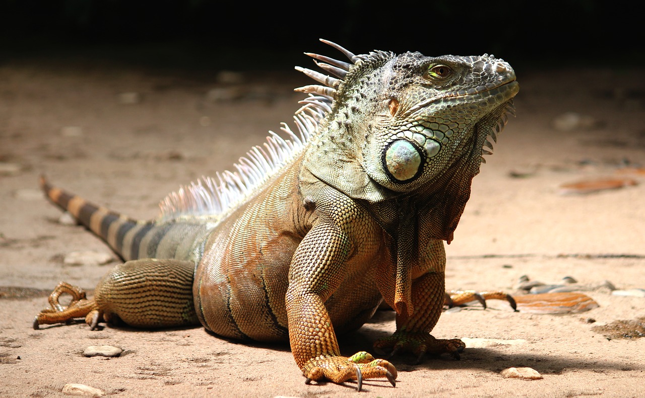 Image - iguana watch lizard reptile animal