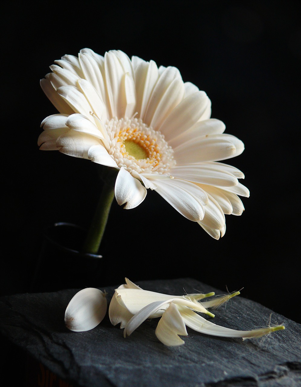 Image - gerbera blossom bloom flower