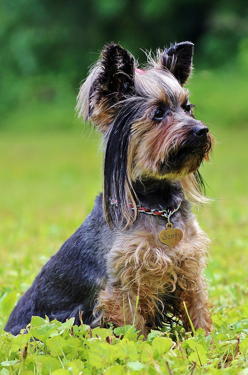 Image - yorkie dog sitting field sweet