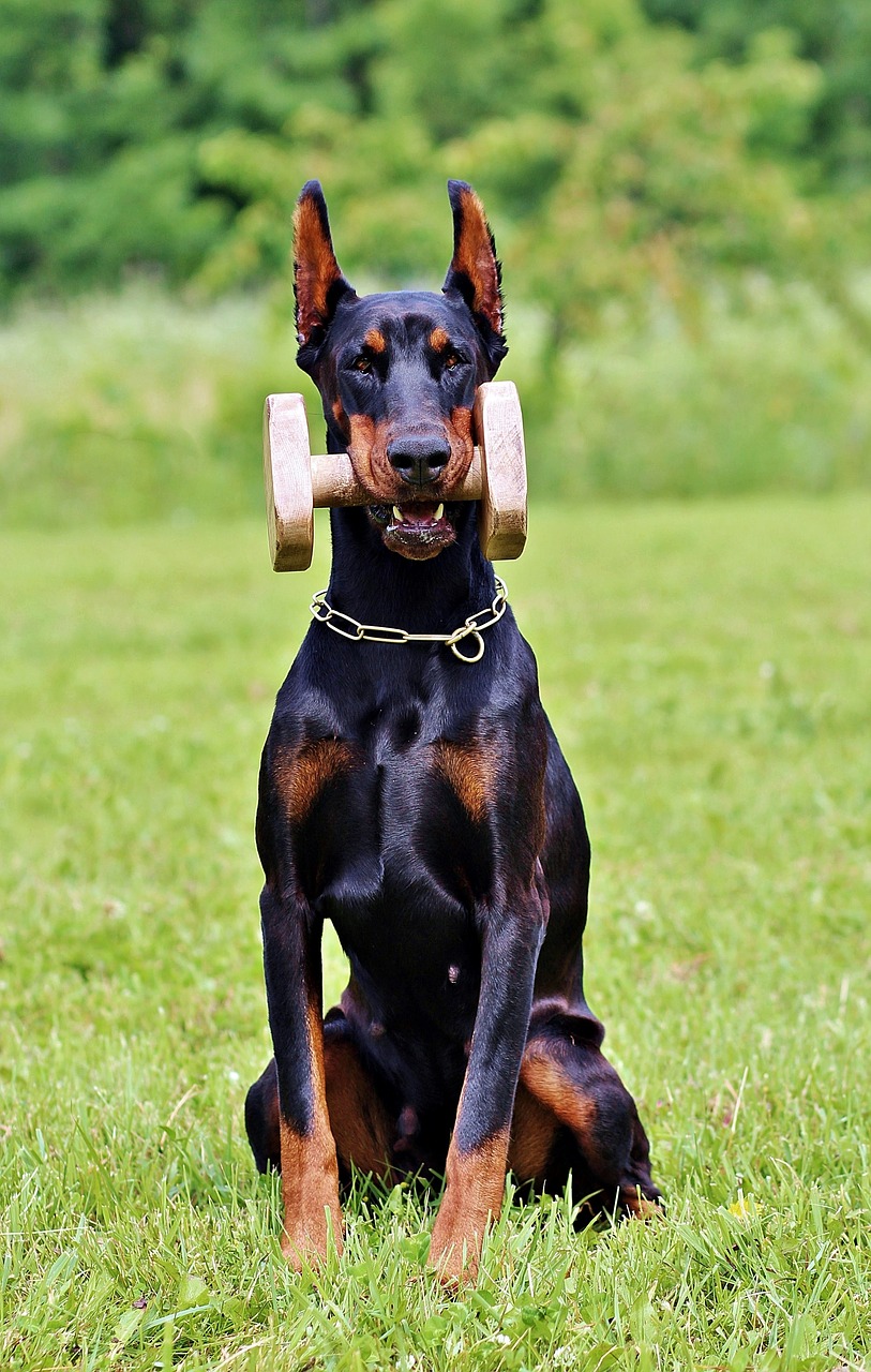 Image - doberman fejkép apportfa smart