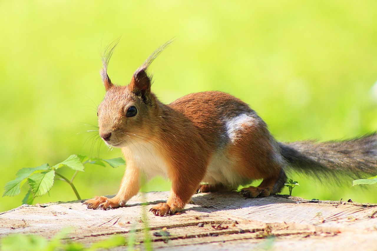 Image - squirrel animal park animals