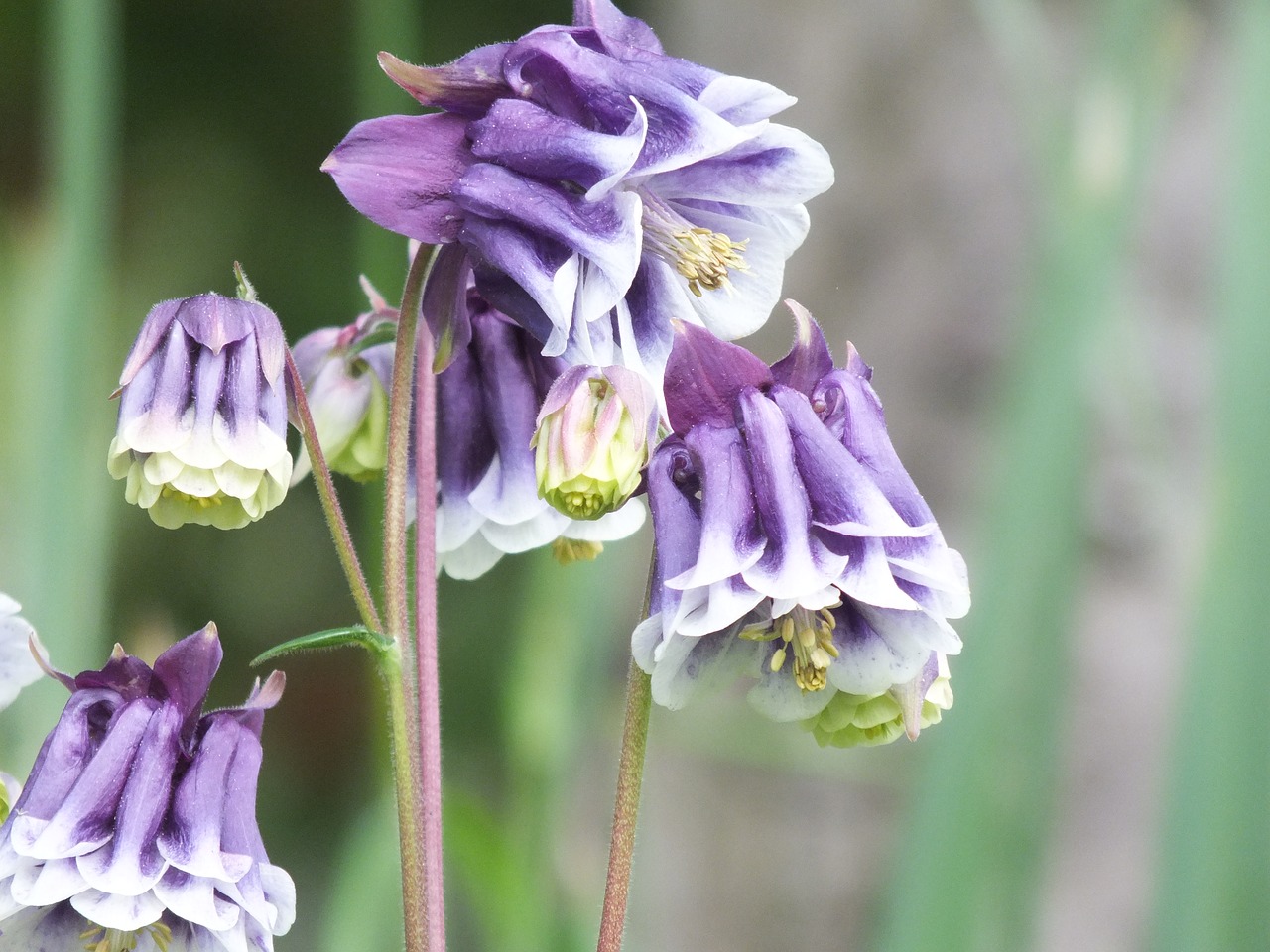 Image - columbine flower of the alps