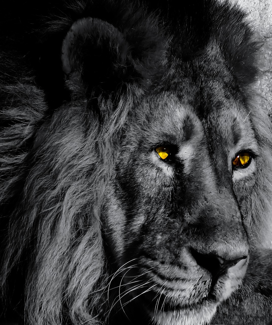 Image - animal lion big cat black and white