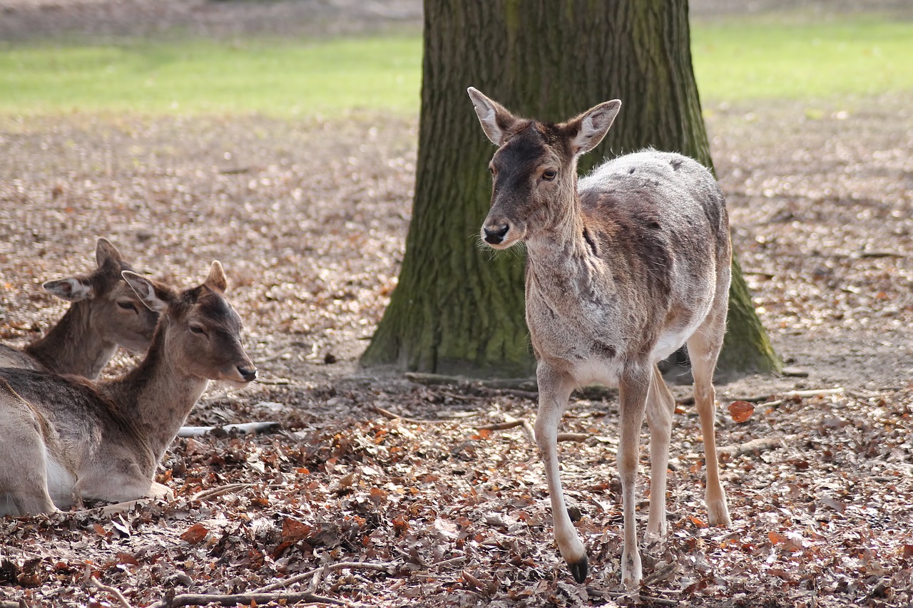 Image - deer fallow deer forest leaves