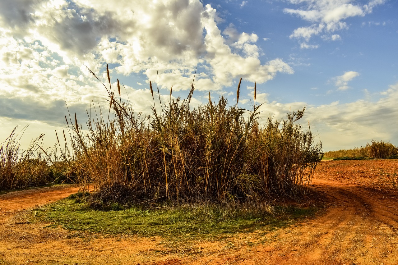 Image - reeds field countryside rural