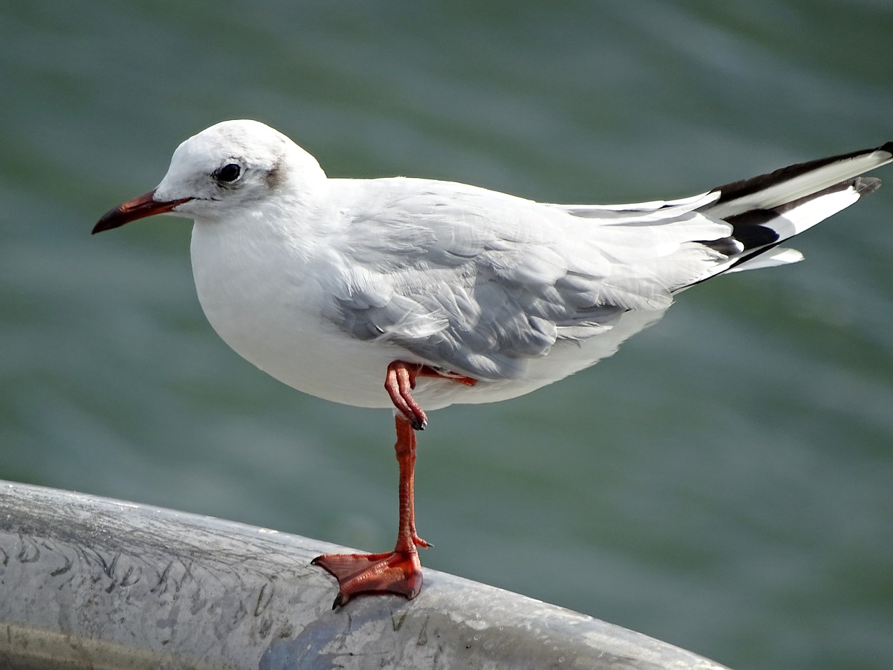 Image - seagull seevogel sea lake bird