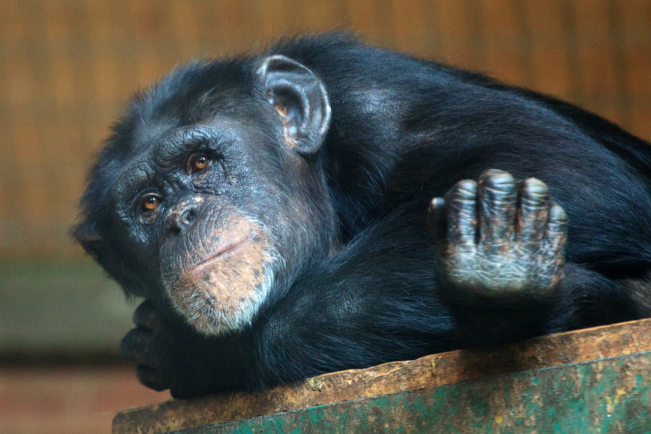 Image - animal ape chimp chimpanzee eyes