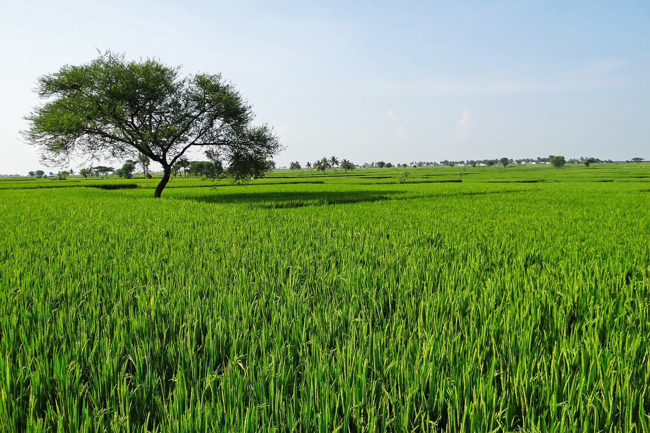 Image - rice fields gangavati karnataka