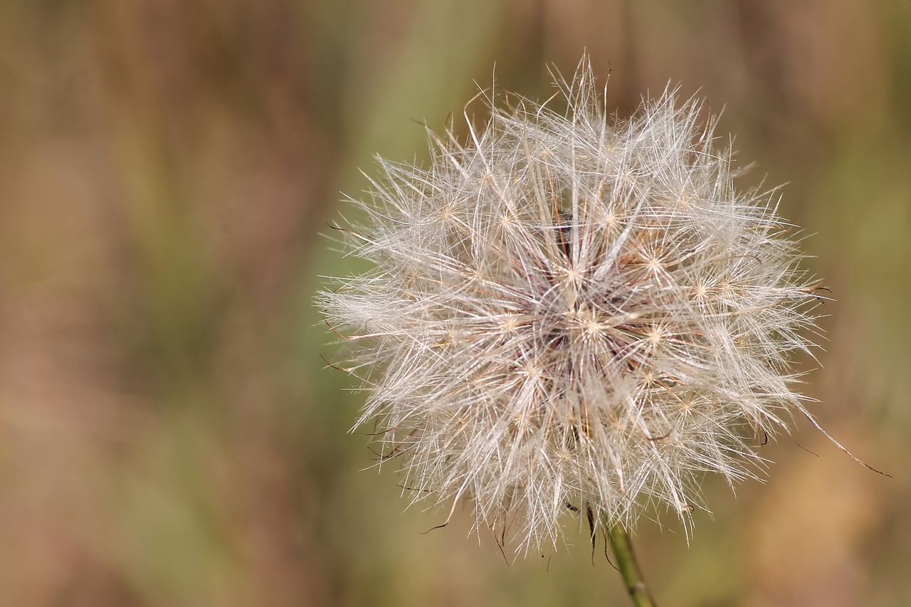 Image - thistle dandelion seeds roadside