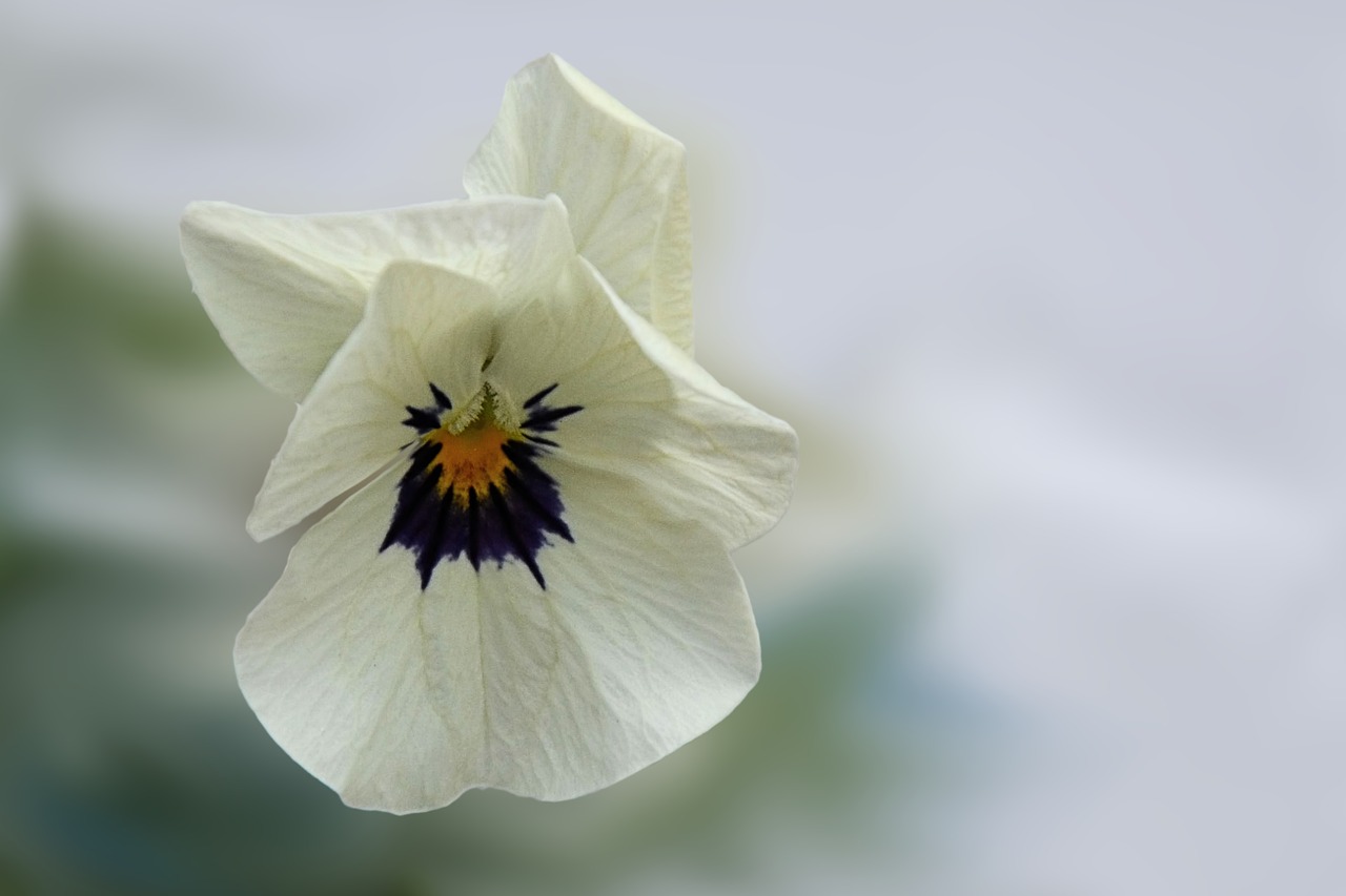 Image - pansy flower blossom bloom violet