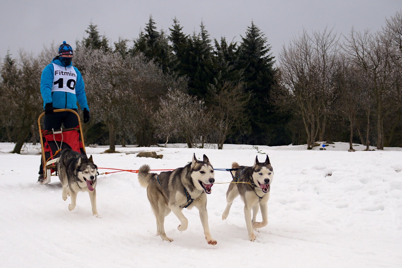 Image - snow races sled dog sleigh