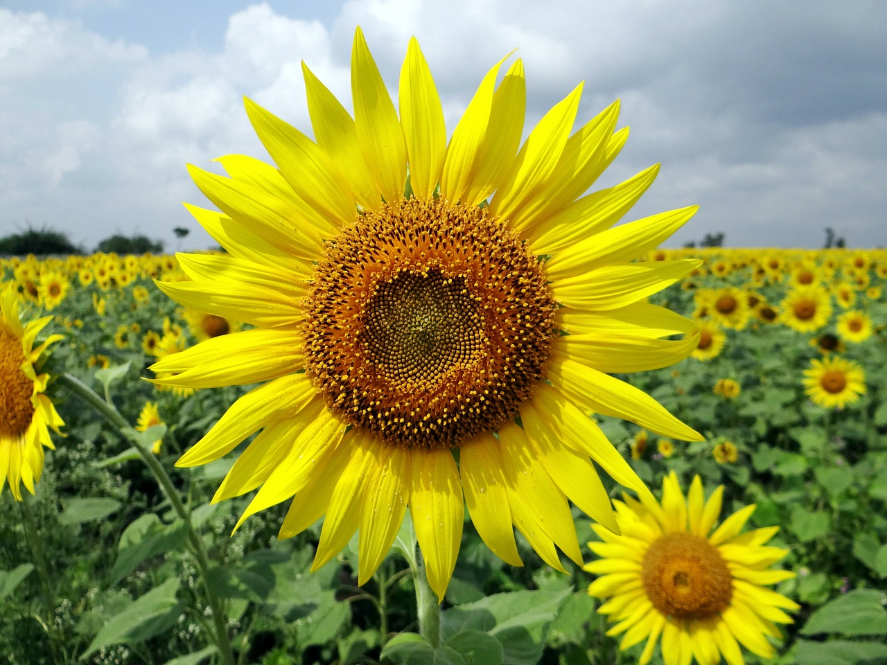 Image - flower sunflower karnataka india