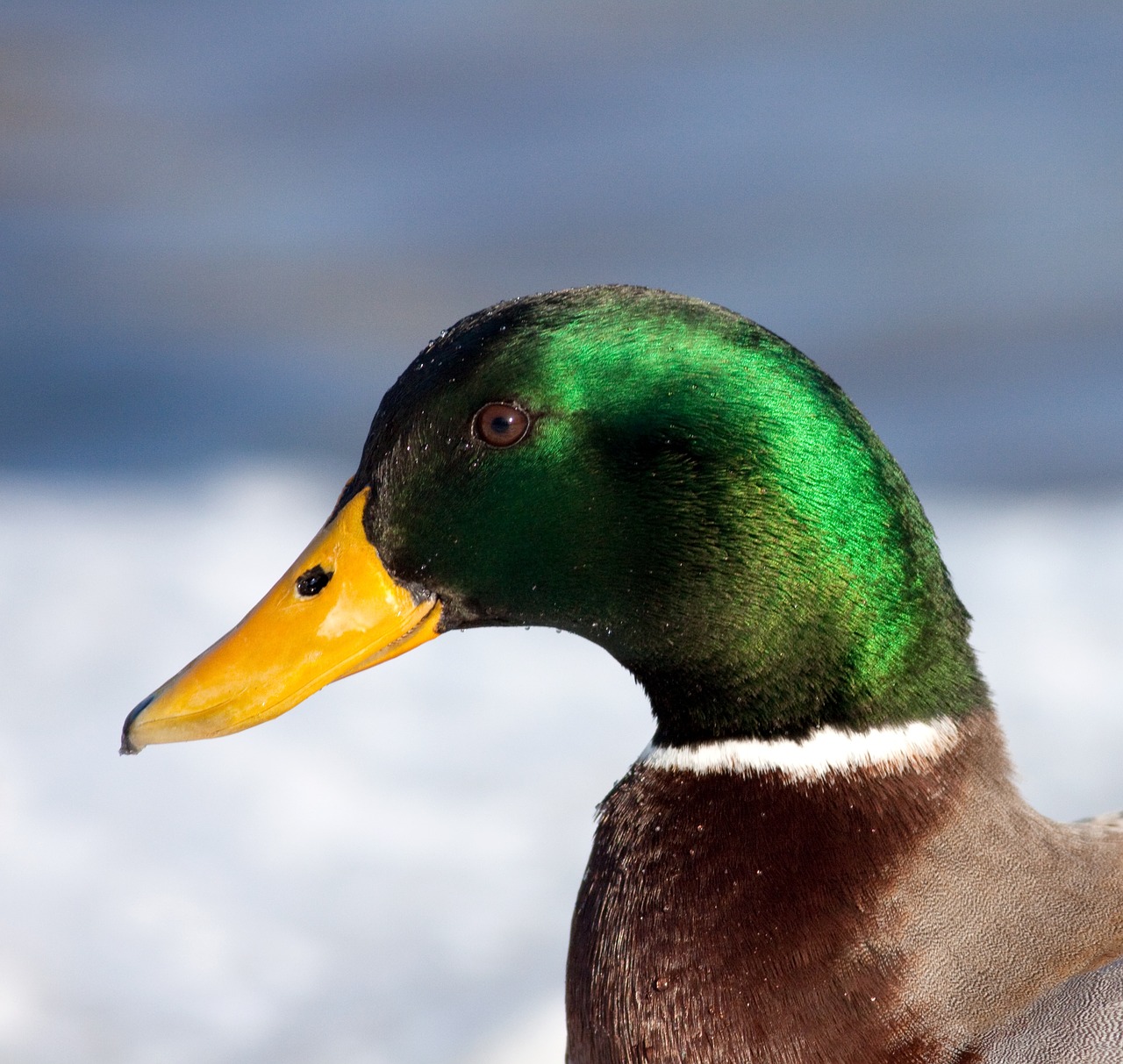 Image - mallard duck water feathers