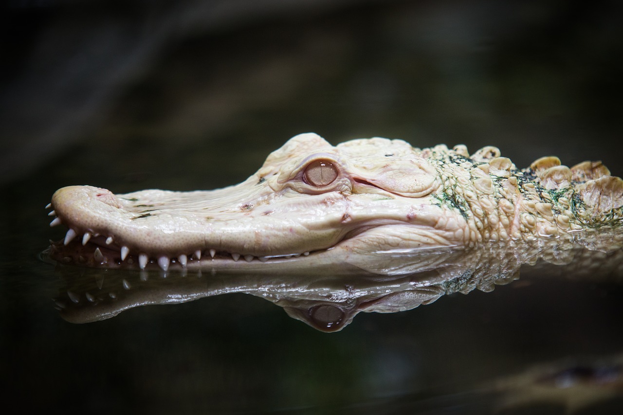 Image - albino alligator zoo reptile white