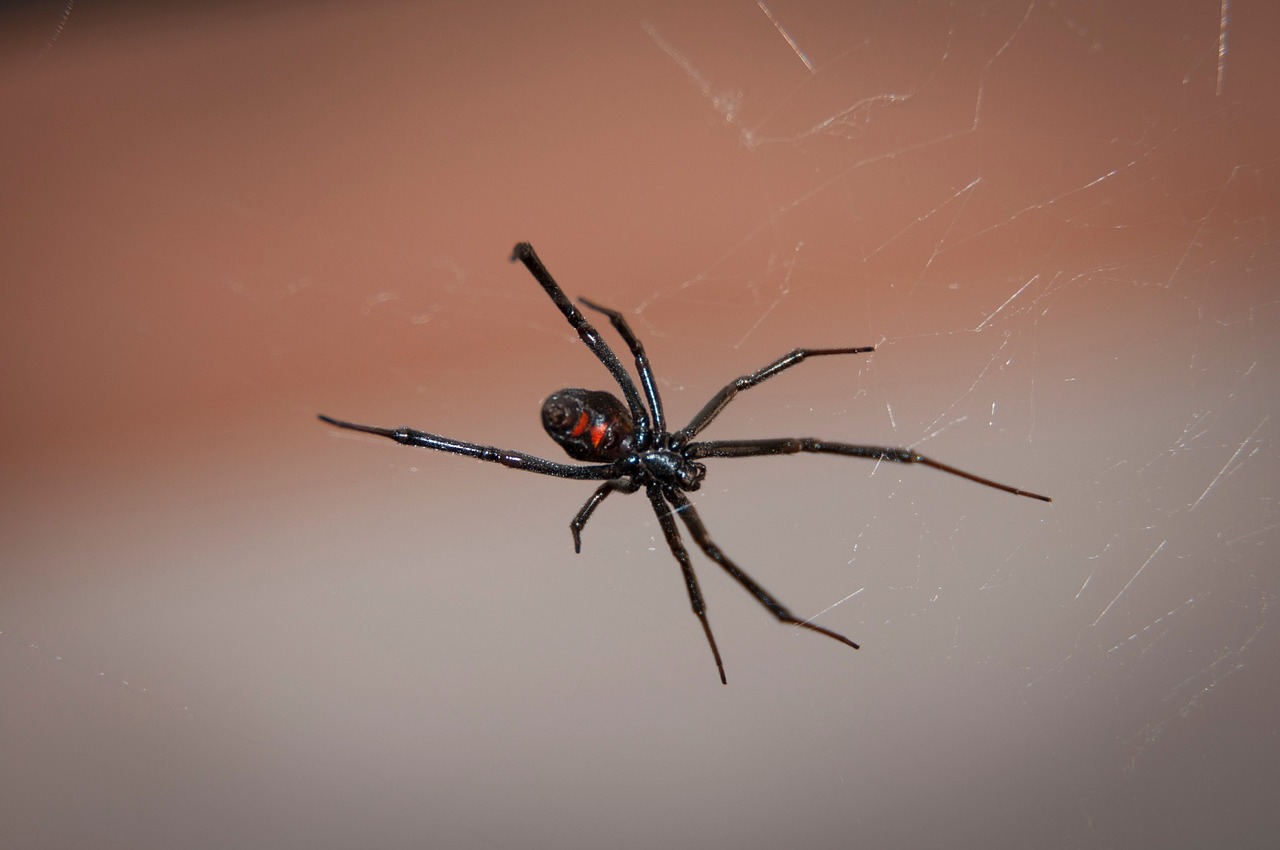 Image - black widow spider web arachnid