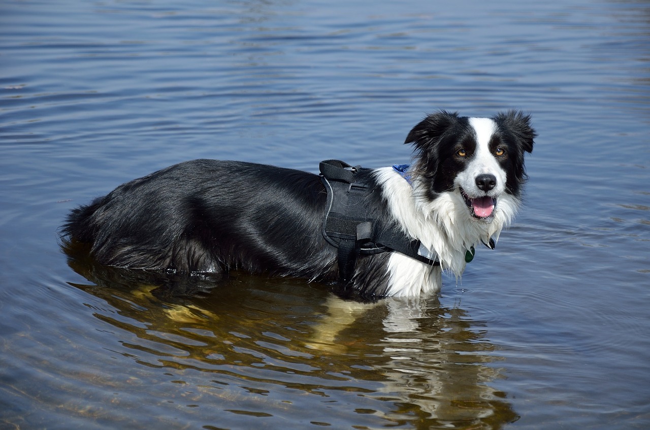 Image - australian sheepdog water cute