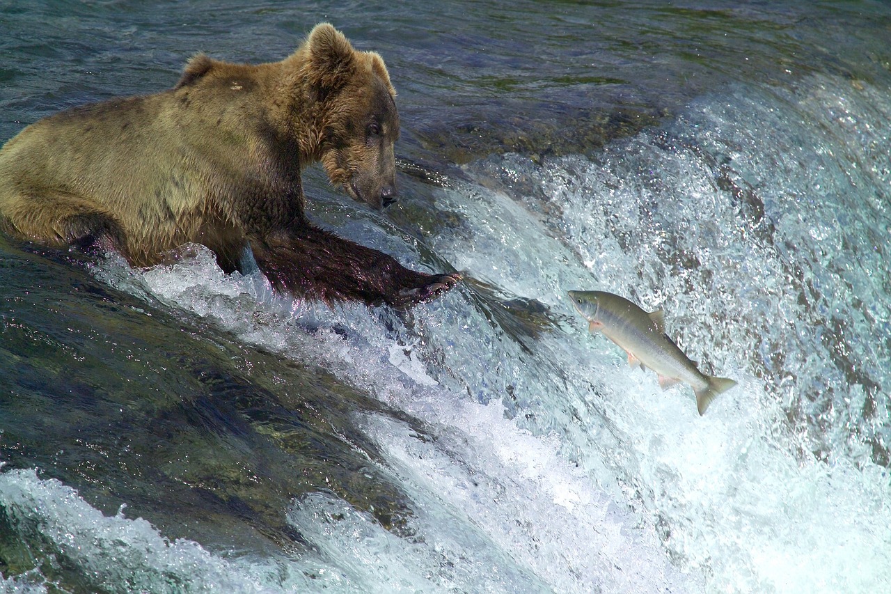 Image - kodiak brown bear fishing water